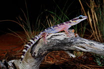 Marbled velvet gecko (Oedura cincta) sub adult male, Acacia shrubland south of Charleville, Queensland, Australia.