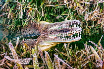 American crocodile (Crocodylus acutus) with open mouth in Seagrass (Alismatales) meadow, reflected on water surface. Gardens of the Queen National Park, Cuba.