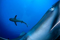 Caribbean reef shark (Carcharhinus perezi), two from below, one close up. Caribbean Sea off Gardens of the Queen National Park, Cuba.