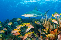 Caribbean reef shark (Carcharhinus perezi) patrolling coral reef with Schoolmaster snapper (Lutjanus apodus) and other fish. Caribbean Sea off Gardens of the Queen National Park, Cuba.