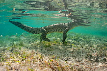 American crocodile (Crocodylus acutus) in coastal waters. Caribbean Sea off Gardens of the Queen National Park, Cuba.