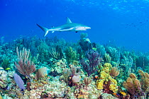 Caribbean reef shark (Carcharhinus perezi) swimming over coral reef. Caribbean Sea off Gardens of the Queen National Park, Cuba.