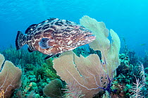 Black grouper (Mycteroperca bonaci) swimming in coral reef. Caribbean Sea off Gardens of the Queen National Park, Cuba.