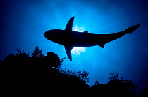 Caribbean reef shark (Carcharhinus perezi) swimming over coral reef, silhouetted. Caribbean Sea off Gardens of the Queen National Park, Cuba.