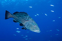 Black grouper (Mycteroperca bonaci) with Remora fish (Remora sp). Caribbean Sea off Gardens of the Queen National Park, Cuba.