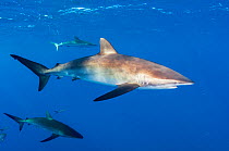 Silky shark (Carcharhinus falciformis), three in open ocean. Caribbean Sea off Gardens of the Queen National Park, Cuba.