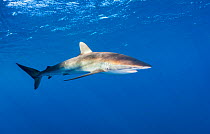 Silky shark (Carcharhinus falciformis). Caribbean Sea off Gardens of the Queen National Park, Cuba.