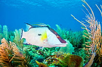 Hogfish (Lachnolaimus maximus) swimming over coral reef. Caribbean Sea off Gardens of the Queen National Park, Cuba.