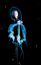 Wonderpus octopus (Wunderpus photogenicus) in its juvenile or larval stage. At this stage it is transparent and drifts in the open ocean as plankton. Anilao, Philippines.