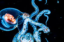 Larval Wonderpus octopus (Wunderpus photogenicus) drifting in the open ocean at night off Anilao, Philippines.