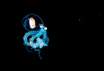 Wonderpus octopus (Wunderpus photogenicus) in its juvenile or larval stage. At this stage it is transparent and drifts in the open ocean as plankton. Image made in the open ocean at night off Anilao,...