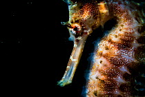 Thorny or spiny seahorse (Hippocampus histrix) portrait made off Anilao, Philippines.