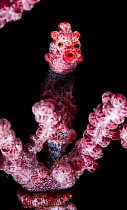 Pygmy seahorse (Hippocampus bargibanti) holding on to a branch of a sea fan coral. Malapascua, Philippines.