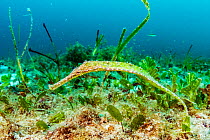 Double-ended Pipefish (Syngnathoides biaculeatus) hides in a struggling seagrass meadow near Malapascua, Philippines.