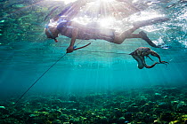 Spear fisherman in the Philippines swimming with his octopus catch. Philippines.