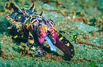 Flamboyant cuttlefish (Metasepia pfefferi) female hunting on dark sand off Anilao, Philippines.