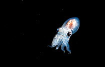 Tiny larval octopus (species unknown) shot in open water at night off Anilao, Philippines
