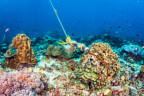 Boat anchor digs into a coral reef in The Philippines.