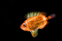A juvenile soldierfish, possibly a Crescent-tail bigeye (Priacanthus hamrur) in the open ocean at night off Anilao, Philippines.