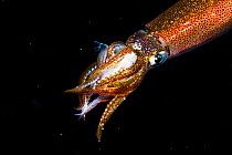 Pelagic squid (species unknown) cannibalizes another squid in the open ocean at night off Anilao, Philippines.