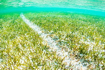Boat propeller scar runs through a Seagrass (Thalassia testudinum) meadow in The Bahamas. The prop scar is caused by a boat&#39;s propeller digging up the root structure of the underwater plant.