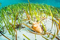 Queen conch (Lobatus gigas) juvenile feeding on algae growing on Seagrass (Thalassia testudinum) blades. Eleuthera, Bahamas.