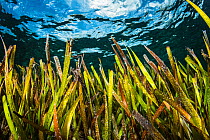 Turtlegrass (Thalassia testudinum) a type of seagrass, off Eleuthera Island, Bahamas.
