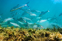 School of bonefish (Albula vulpes) hunt for crustaceans among algae on the seabed, off Eleuthera, Bahamas.