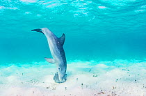 Bottlenose dolphin (Tursiops truncatus) underwater rubbing herself on a sponge off Eleuthera, Bahamas.