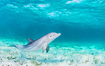 Bottlenose dolphin (Tursiops truncatus) underwater playing in the shallows off Eleuthera, Bahamas.