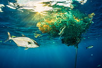 Almaco jack (Seriola rivoliana) uses a discarded fishing net, drifting in the open ocean as shelter. The Bahamas.