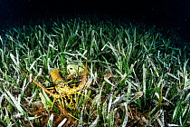 Nocturnal Caribbean spiny lobster (Panulirus argus) at night crawling in the Seagrass (Thalassia testudinum) looking for food. Eleuthera, Bahamas.