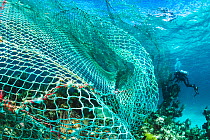 Scuba diver tries to free a large fishing net or ghost net from a coral reef, The Bahamas.
