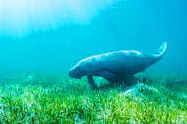 Manatee (Trichechus manatus latirostrus) feeding on turtle grass (Thalassia testudinum) and manatee grass (Syringodium filiforme) in the shallows of Eleuthera, Bahamas.