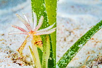 Turtlegrass (Thalassia testudinum) seagrass flower, off Eleuthera, Bahamas.