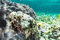 Spotted scorpionfish (Scorpaena plumieri) camouflaged on a sponge, The Bahamas.