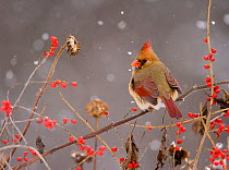 Northern Cardinal (Cardinalis cardinalis) female perched amid berries and seedheads with falling snow, New York, USA. November. Non-ex.