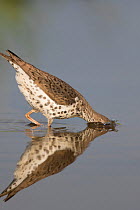Spotted sandpiper (Actitis macularius), with head submerged as it jabs at underwater prey, Caroline, New York, USA, May.