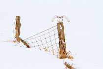 Snowy Owl (Nyctea scandiaca) female preparing to take flight from its perch on a fence, Barrie, Ontario, Canada. February.