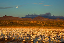 Snow Geese (Chen caerulescens) large flock in pool at Bosque Del Apache National Wildlife Refuge with setting full moon at sunrise in December, New Mexico, USA. December.