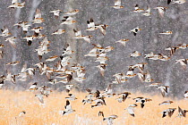 Snow buntings (Plectrophenax nivalis) flock in flight during a snowstorm, New York, USA, January.