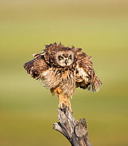 Short-eared Owl (Asio flammeus) shaking after preening while perched on fencepost, Boxelder County, Utah, USA, May.