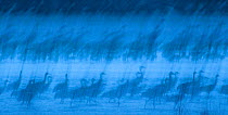 Abstract interpretation of Sandhill Cranes (Grus canadensis) at roost during spring migration in March, Rowe Sanctuary, Kearney, Nebraska, USA. March. Long exposure.