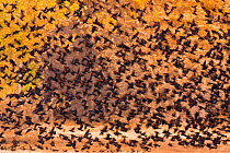 Mixed Blackbird flock, mostly Red-winged Blackbirds (Agelaius phoeniceus), in flight against backdrop of autumn foliage in November, Bosque Del Apache National Wildlife Refuge, New Mexico, USA. Novemb...