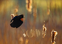 Red-winged Blackbird (Agelaius phoeniceus) male displaying in cattail marsh, backlighting, Ithaca, New York, USA, April.