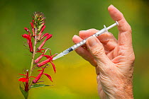 Backyard setup for photographing Ruby-throated Hummingbirds (Archilocus colubris) in summer, New York, USA. A medical syringe is used to inject a few drops of sugar solution into the flower (set up in...