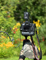 Backyard setup for photographing Ruby-throated Hummingbirds (Archilocus colubris) in summer, New York, USA. A natural food plant (cardinal flower (Lobelia cardinalis)) in a floral tube of water is tie...