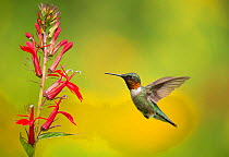 Ruby-throated Hummingbird (Archilocus colubris), male flying in to feed from cardinal flowers (Lobelia cardinalis) New York, USA. August.