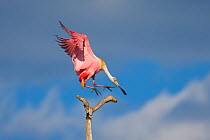 Roseate spoonbill (Ajaia ajaja), adult in breeding plumage flying in to land on a perch, Orlando, Florida, USA, March.
