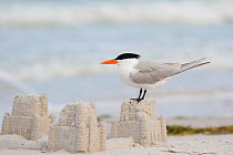 Royal tern (Sterna maxima) perching on a sand castle on a beach, Fort De Soto Park, St. Petersburg, Florida, USA, March.